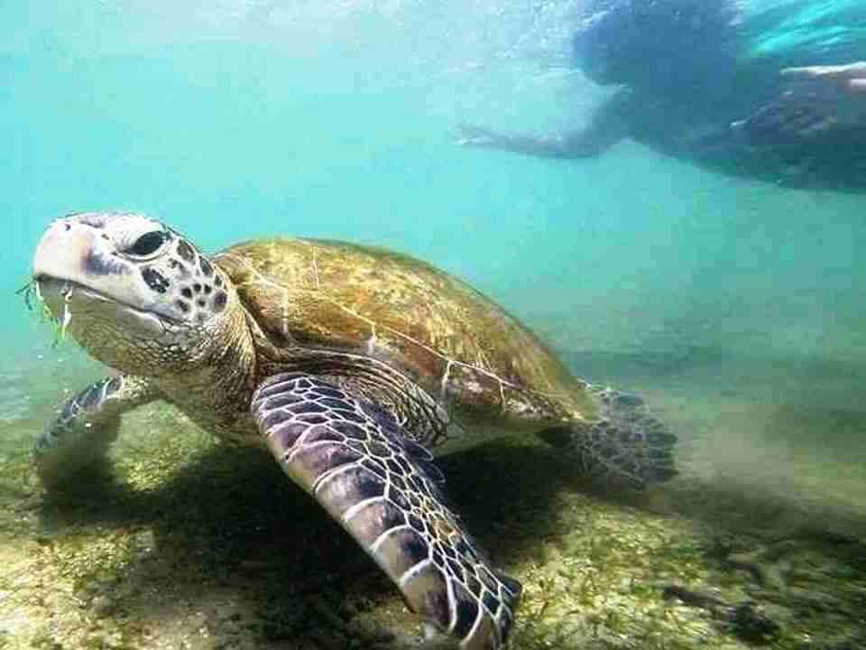 Snorkel Safari Adventures Come Snorkelling Sri Lanka Style Madiha Polhena South Coast