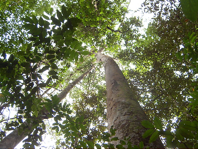 Tree canopy Sinharaja rin forest